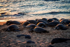 Green Sea Turtles on Hookipa Beach Sunset   Maui Hawaii 08524
